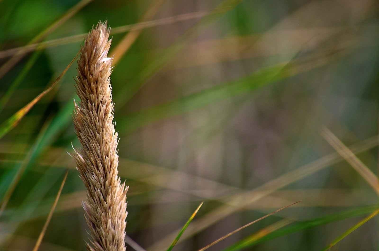 Scrubgrass seed head among the sand dunes. Lincoln City, Oregon