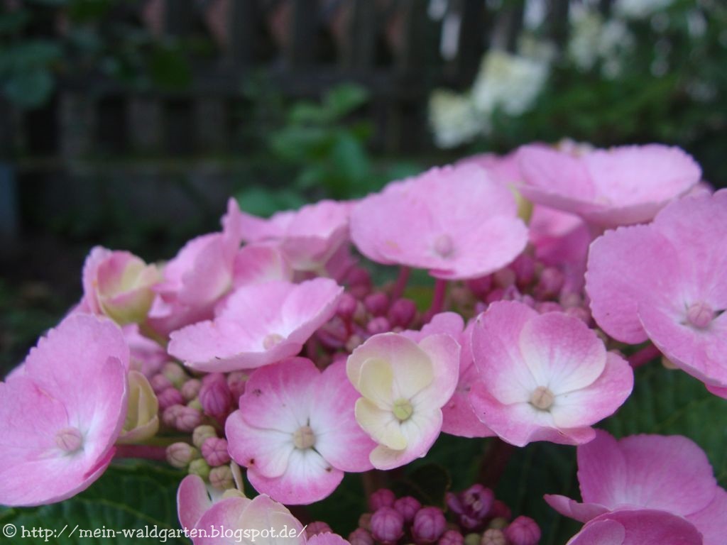 Mein Waldgarten Der Pflanzabstand Der Hortensien