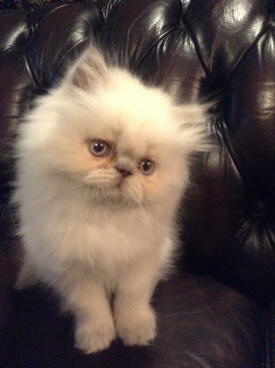 The Kuwait Cats and kittens Adoption and sales email us at