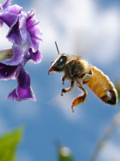 Pčela uz cvijet download besplatne pozadine slike za mobitele