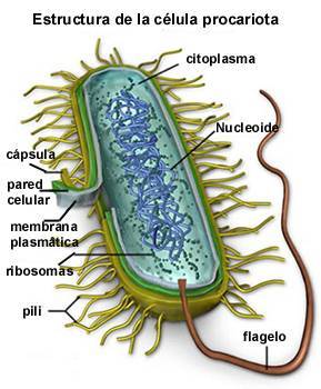 célula procariontes