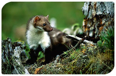 marta animal asturias marta animal asturias