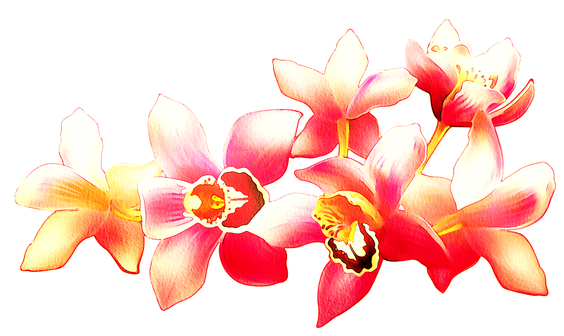 Clip Art: Flowers on a transparent background