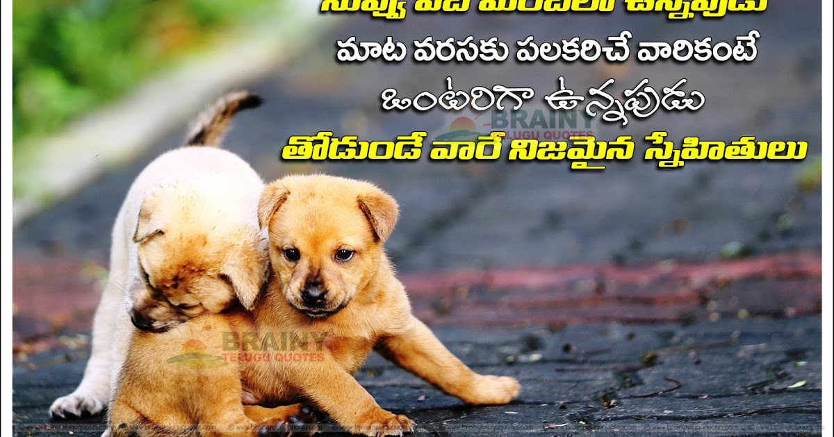 Beautiful Telugu Friendship Quotes with Images | BrainyTeluguQuotes.comTelugu quotes|English
