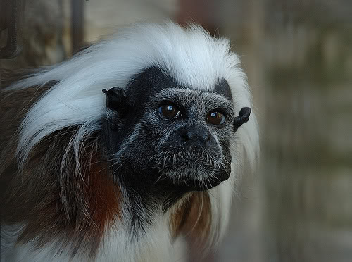 Funny Pictures: Funny Humor Monkey photos and funny Humor Monkey pictures