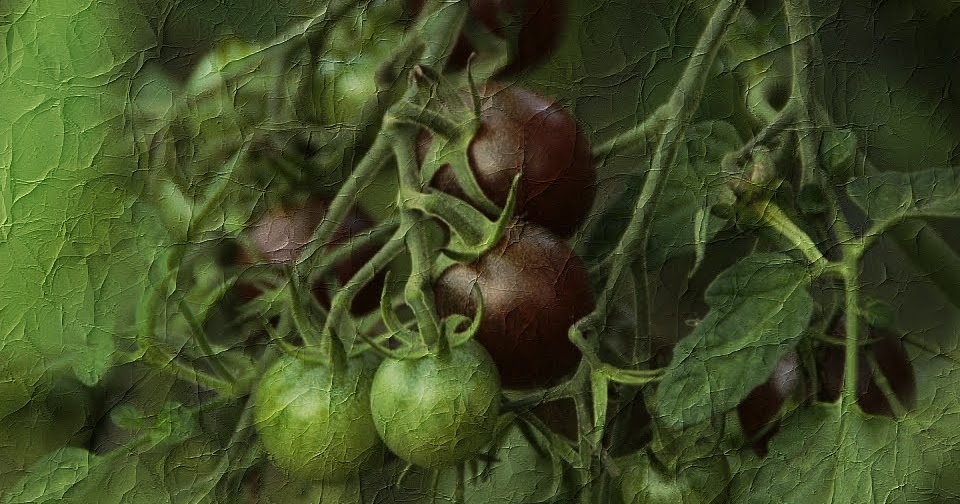 Green Tomato Jam (1920) Remembering the Past Australia