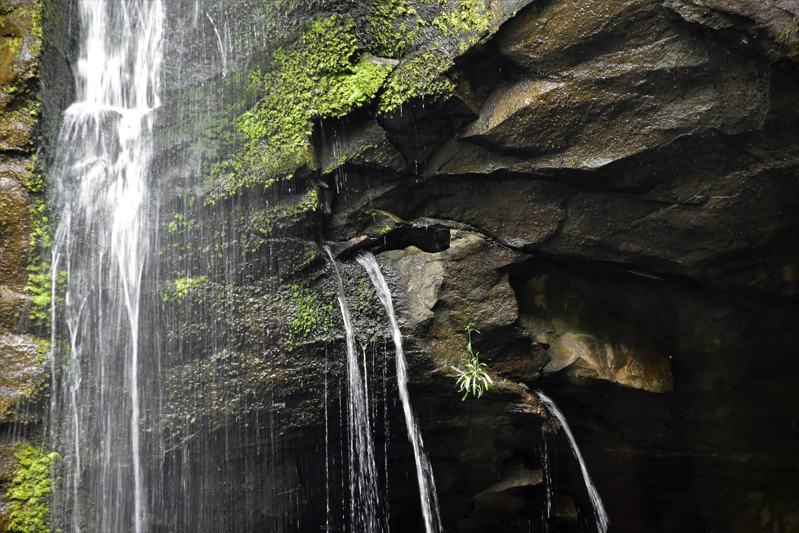 Goin' Feral One Day At A Time Big Hill to Horseshoe Falls, Great Otway