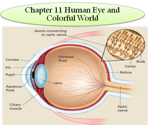 CLASSNOTES: Class 10 Human Eye Chapter Notes