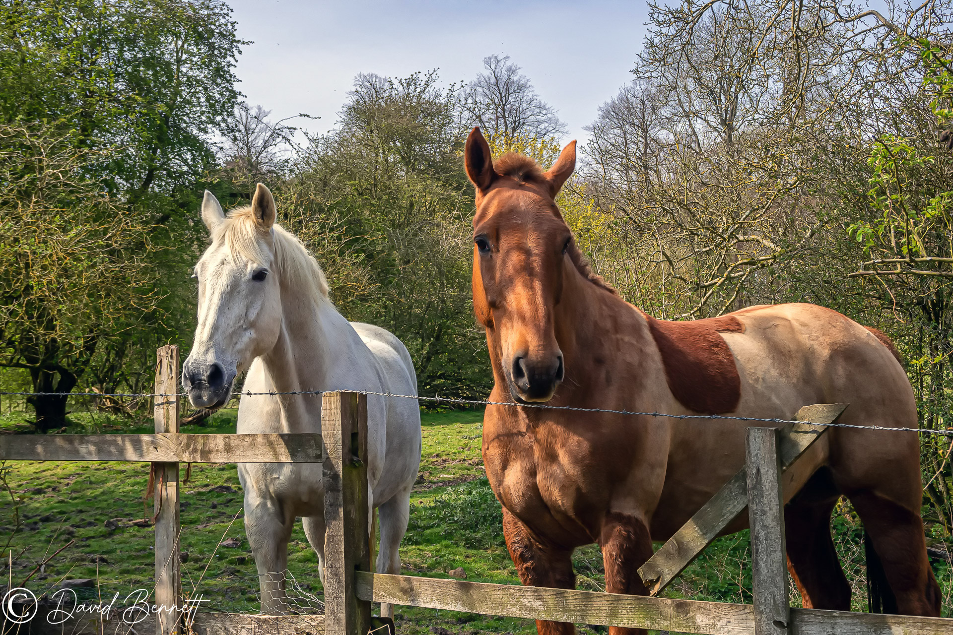 Lincolnshire Cam Horses in the Lincolnshire Wolds.