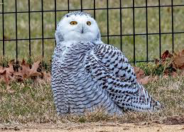 Snowy owl visits New York's Central Park for first time since 1890