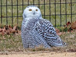 Snowy owl visits New York's Central Park for first time since 1890 Snowy owl visits New York's Central Park for first time since 1890