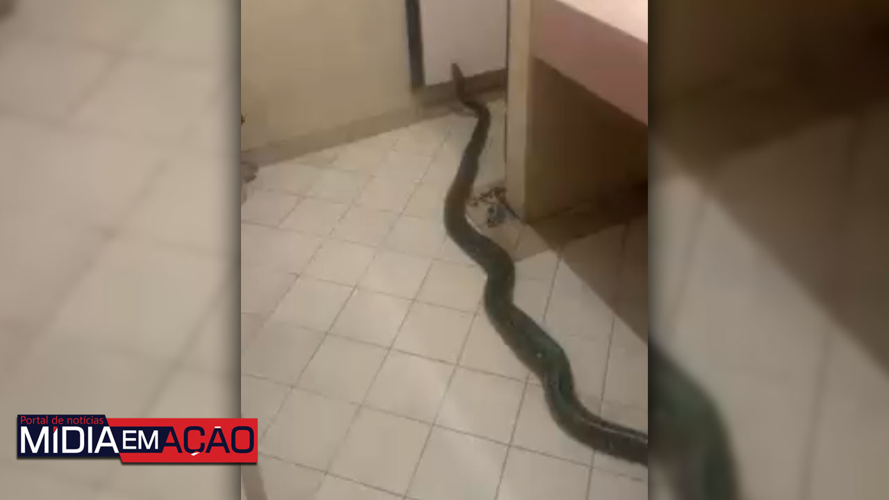 Cobra de quase 5 metros é encontrada em banheiro; veja vídeo