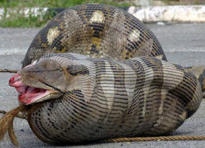 Snake snacks on a sheep