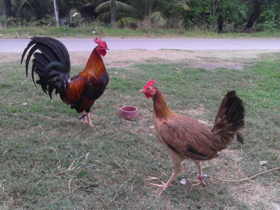 Gamefowl 101 Everything You Want To Know About Gamefowls Breeding