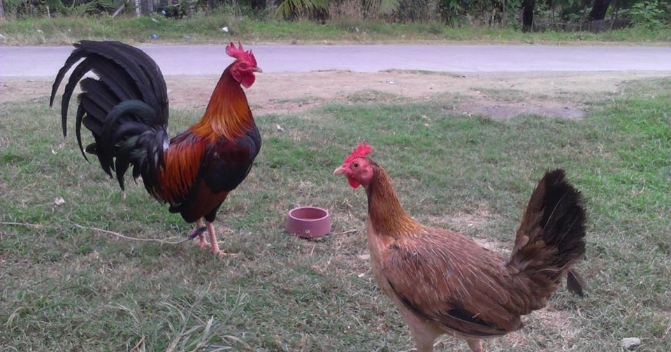 Gamefowl breeding methods onthegolsa