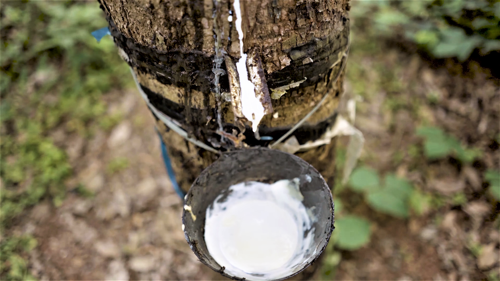 Where does latex come from? Natural rubber.