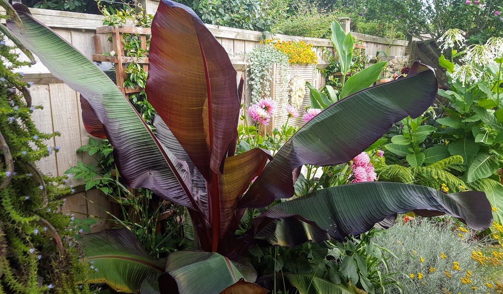 HOW TO OVERWINTER THE RED ABYSSINIAN BANANA Ensete ventricosum