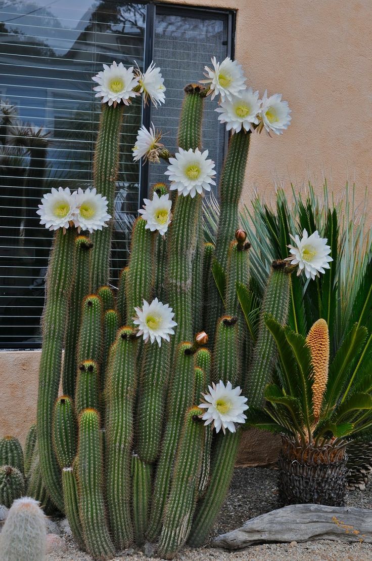 Mi Fiesta Creativa: Ideas para un jardín desértico