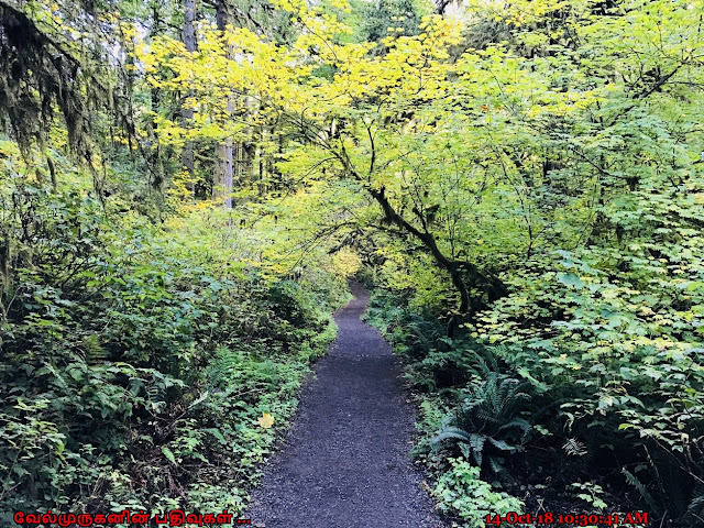 Silver Falls State Park Hike