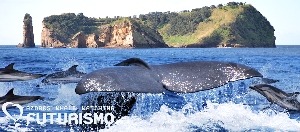 Azores whale watching Futurismo