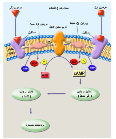 الشكل 14 - 5: آلية عمل الهرمونات التي تستخدم CAMP کرسول ثان.