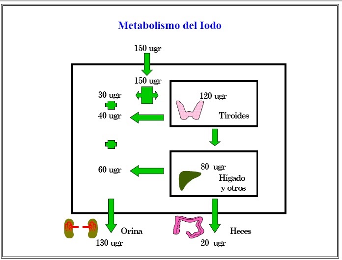 EL YODO METABOLISMO DEL YODO EN