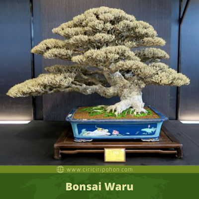 Bonsai Waru