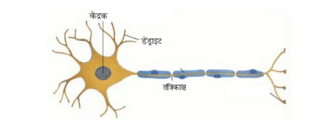न्यूरॉन की संरचना का चित्र बनाइए।