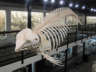 Pigme ispermeçet balinası iskeleti