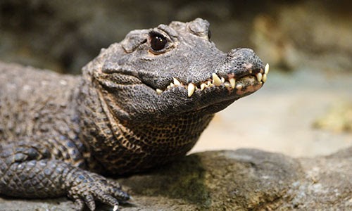 African Dwarf crocodile Scientific name (Osteolaemus tetraspis)