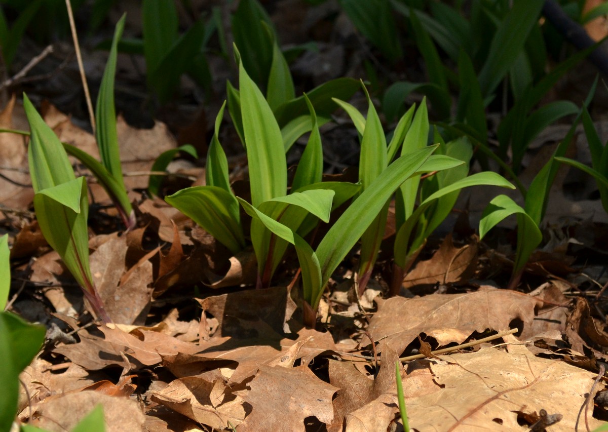 Woods Walks and Wildlife First Woodland Flowers!