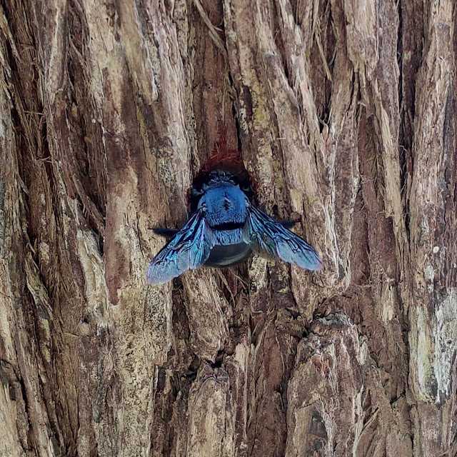 abeja carpintera azul realiza hueco en un árbol