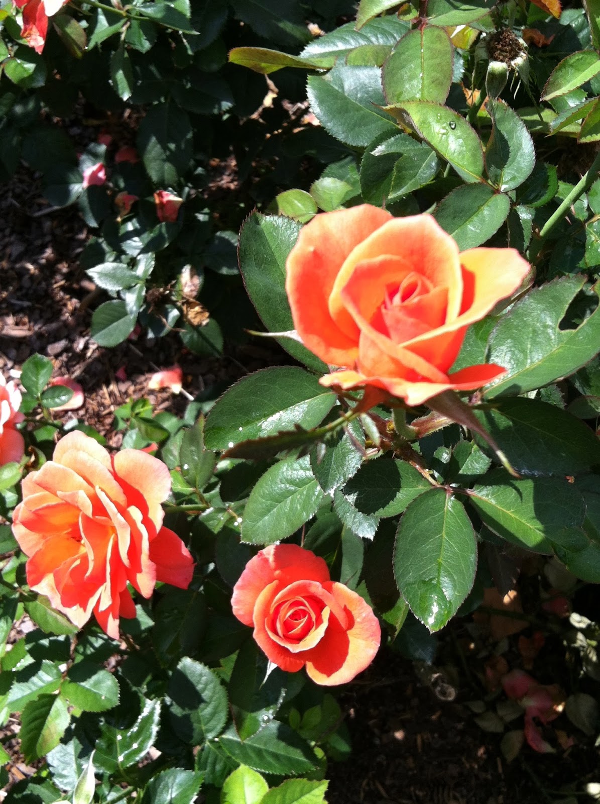 Bonni Brodnick Blog A Rose Garden In Raleigh