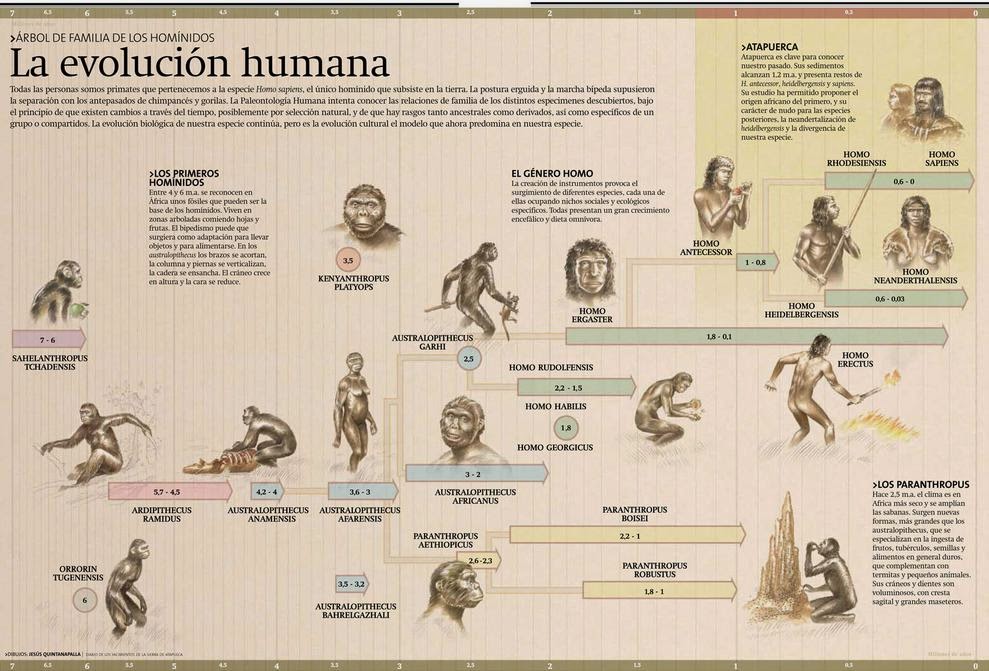 Hispania Sauces Mapa Conceptual De La Evolución Humana