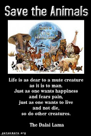  animal, dog, cat, pet, animal, inspiring quotes for animal lovers, petsnmore.org, save animals