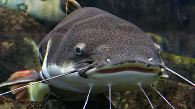Ciri-ciri Fisik Ikan Red Tail Catfish