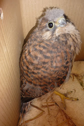 prey birds rehabilitation wildlife ryedale