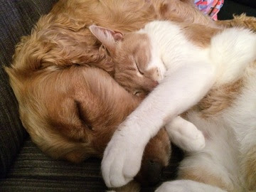 alt="perro y gato durmiendo en armonia"