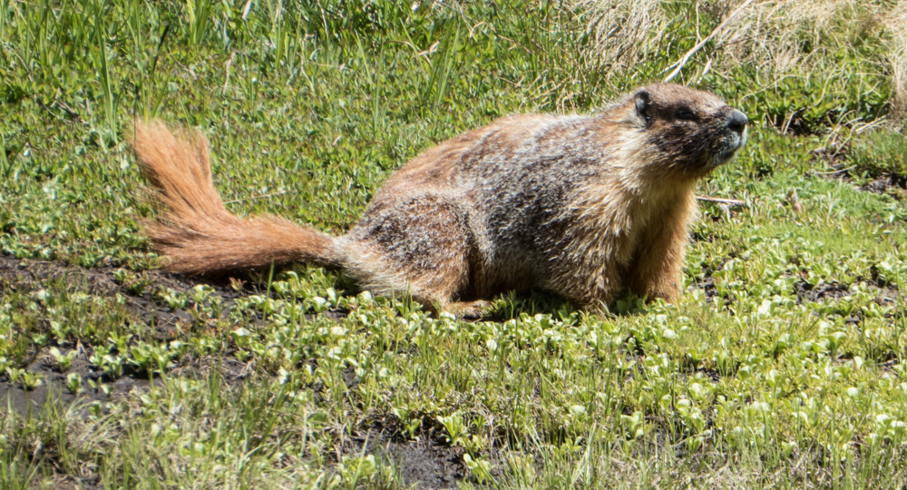 Monday Marmots