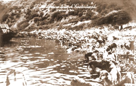 Oguz Topoglu Hayirsiz Ada Kopek Katliami