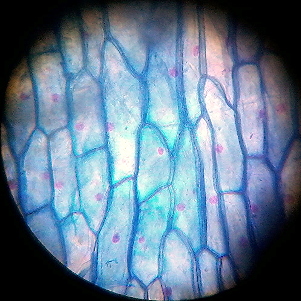 Какую клетку можно увидеть. Мышечная клетка под микроскопом. Клетка человека под микроскопом. Клетка кошки под микроскопом. Клетки сердца под микроскопом.