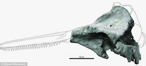 Eodelphis skull