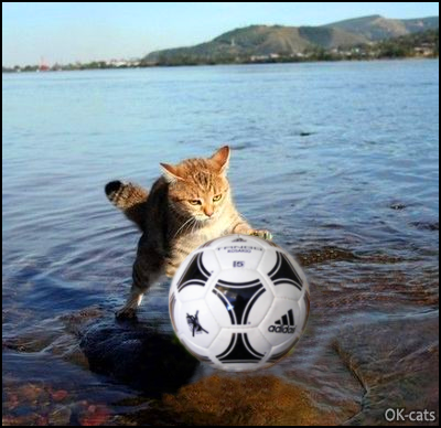 Photoshopped Cat picture • Cat playing fetch with a soccer ball. Summer time and fun games for cats too Photoshopped Cat picture • Cat playing fetch with a soccer ball. Summer time and fun games for cats too