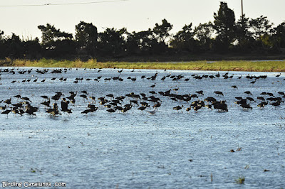 Capons reials als arrossars