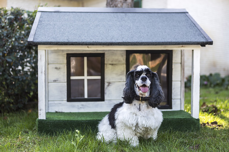 Things You Need to Know before Buying a Heated Doghouse Things You Need to Know before Buying a Heated Doghouse