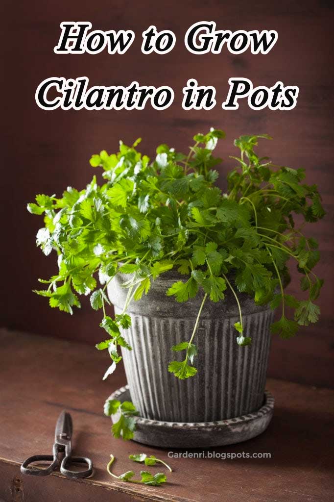 cilantro herb