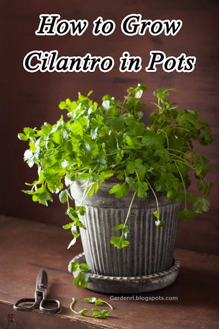 cilantro