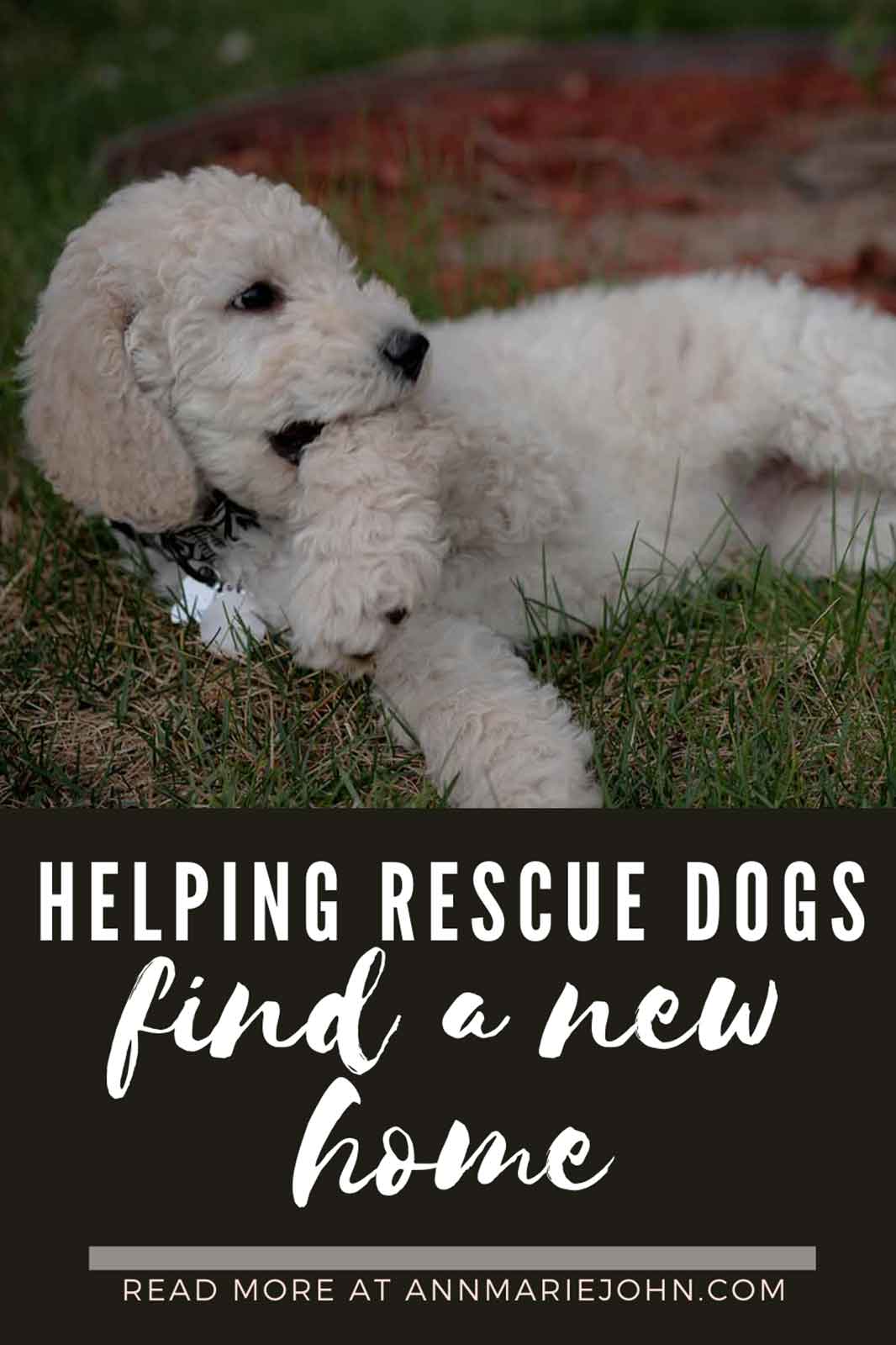 Simple And Effective Tips In Helping Rescue Dogs Find A New Home