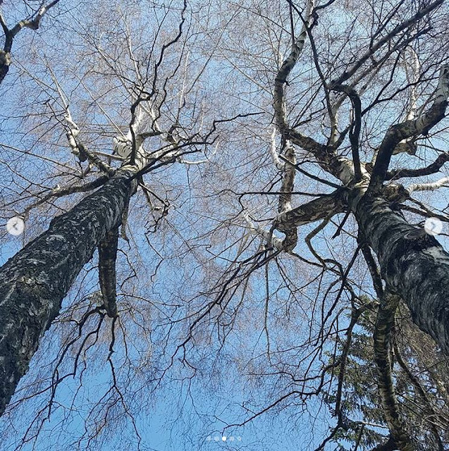 Fiche de plante / arbre : Bouleau - Betula pubescens Ehrh.  Capture