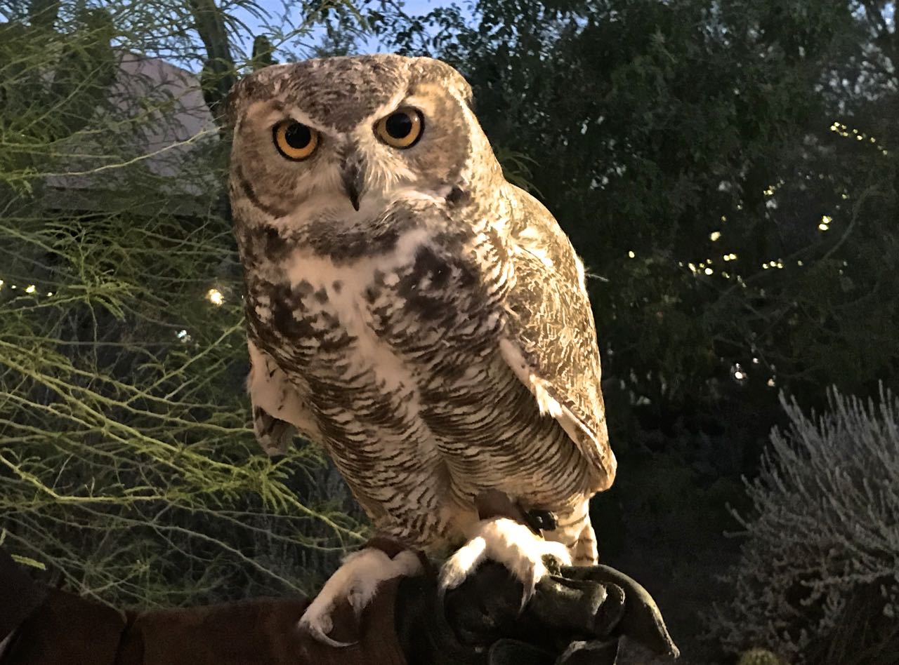 Phoenix Daily Photo Owl Encounter